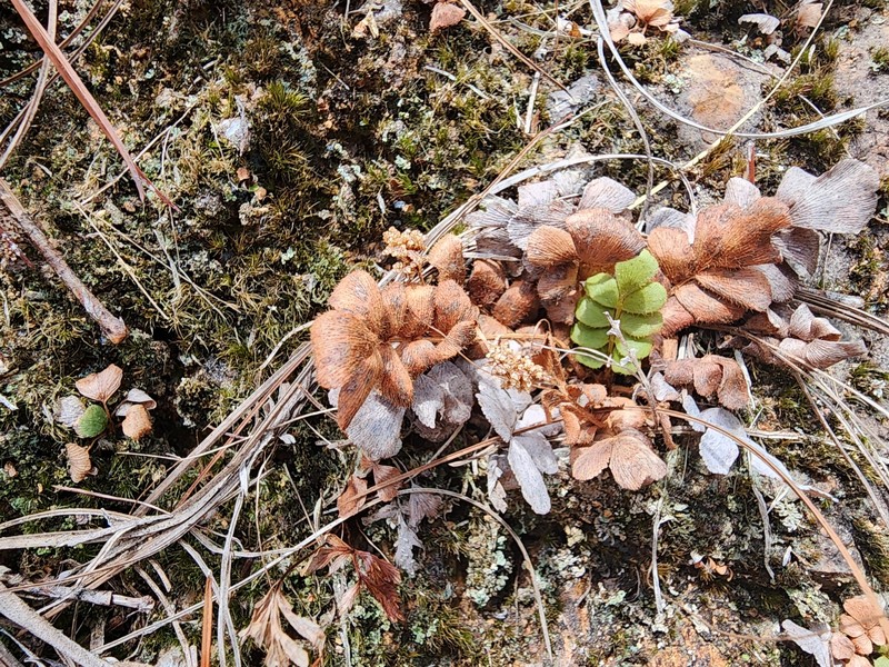 Anemia humilis photo 7