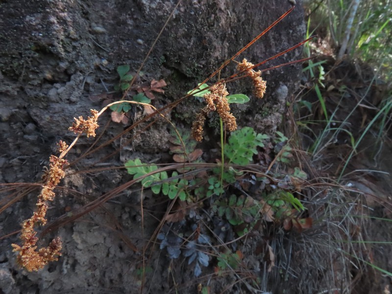 Anemia humilis photo 8
