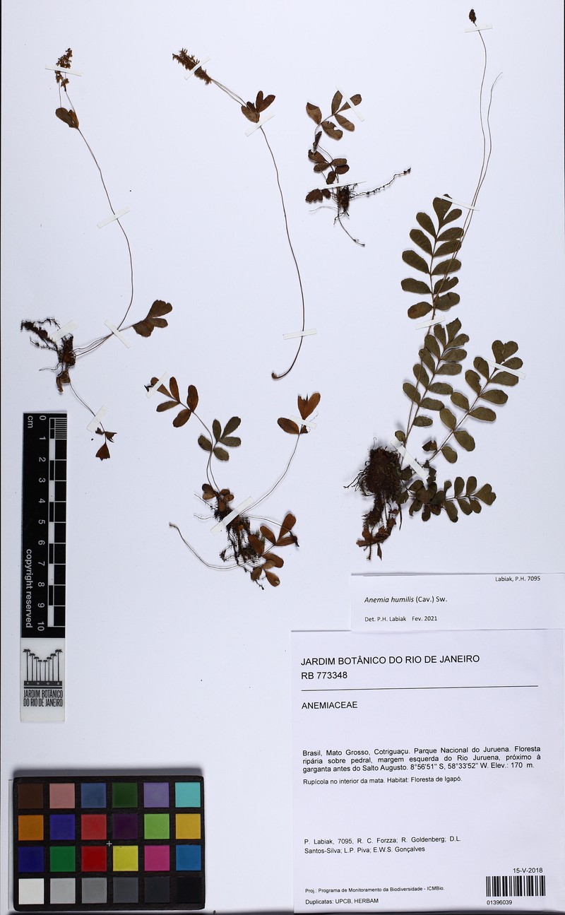 Anemia humilis