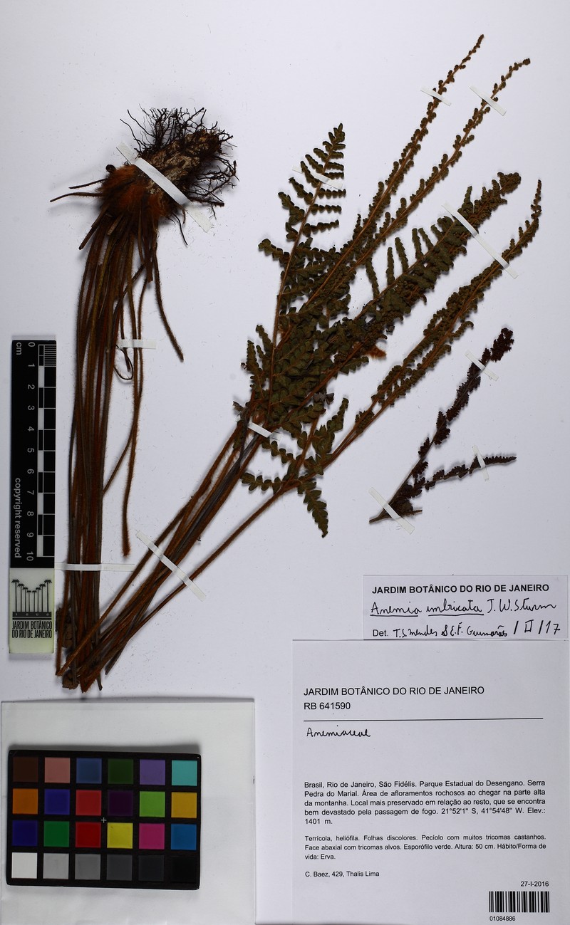 Anemia imbricata