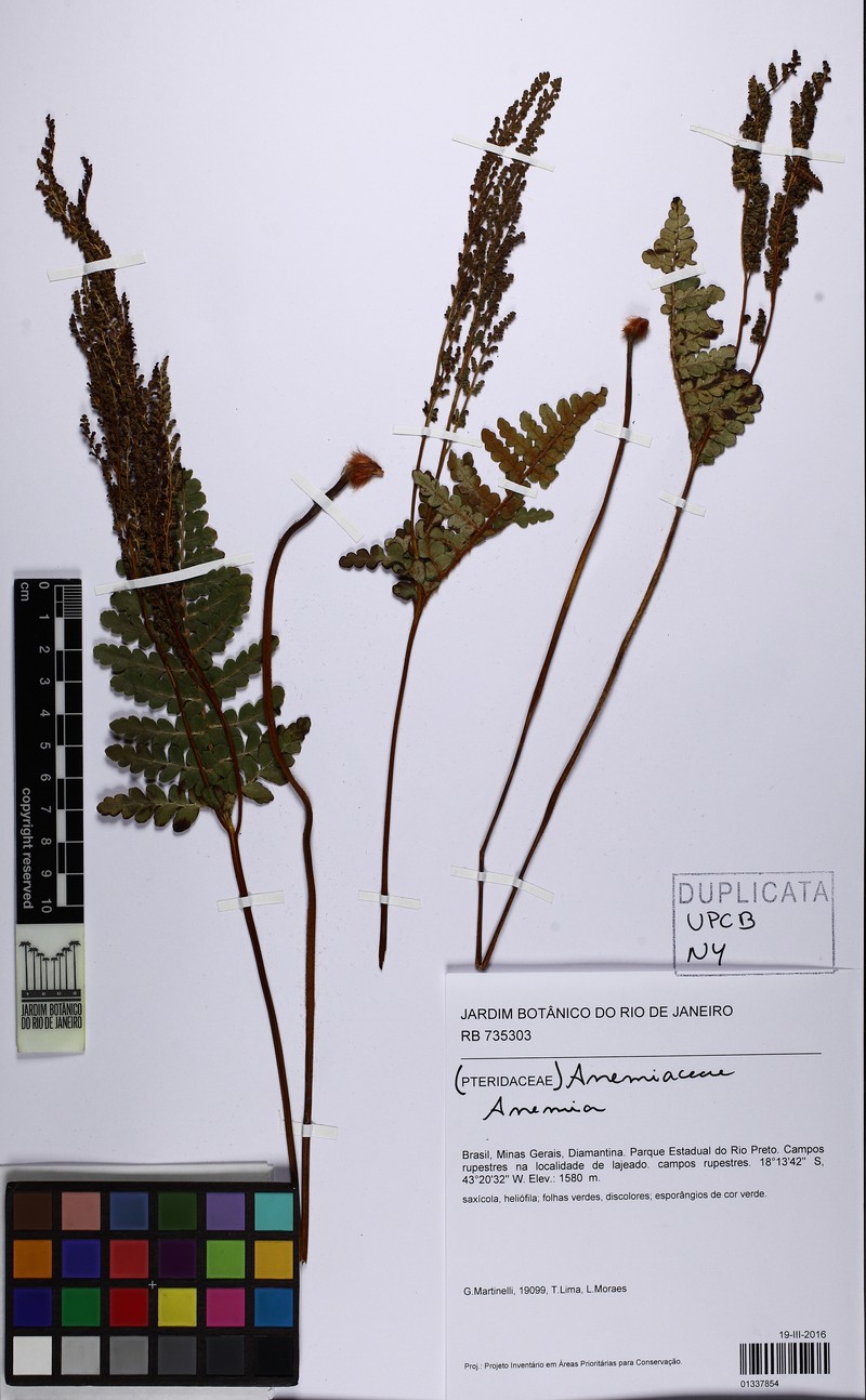 Anemia imbricata photo 2