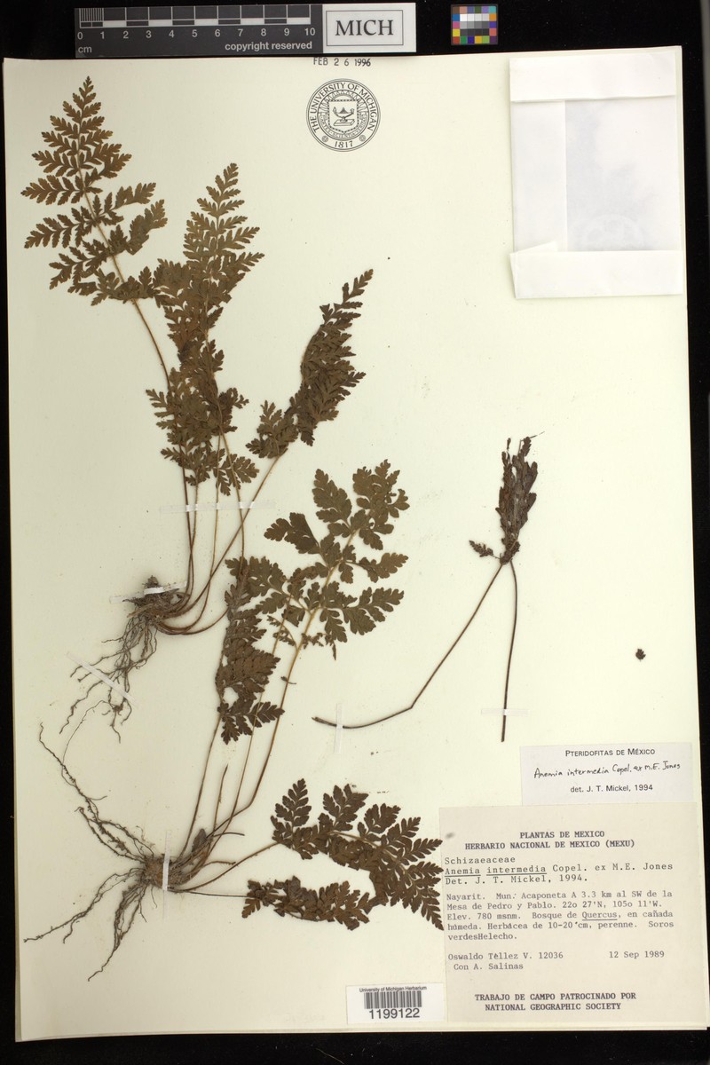 Anemia intermedia