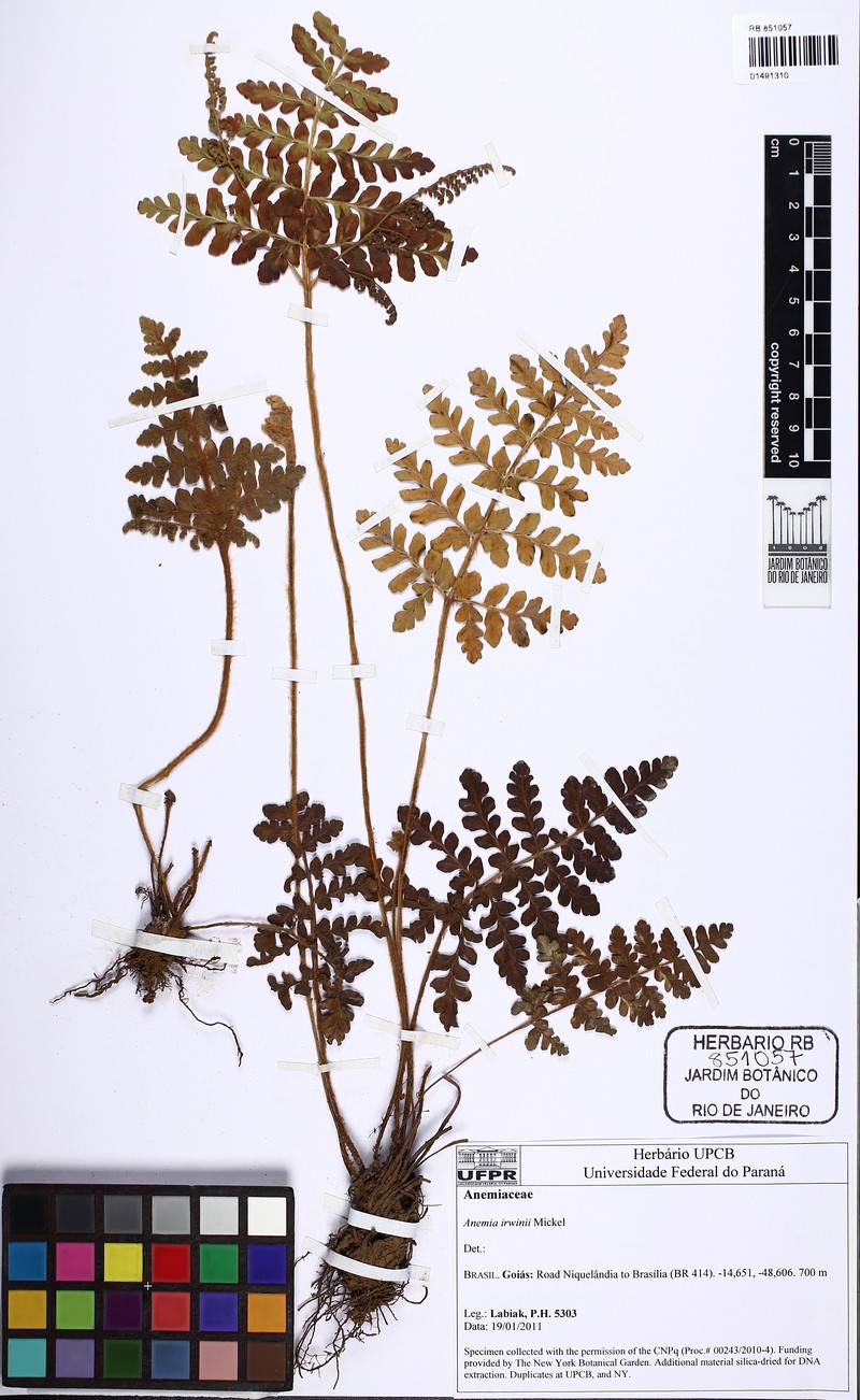 Anemia irwinii