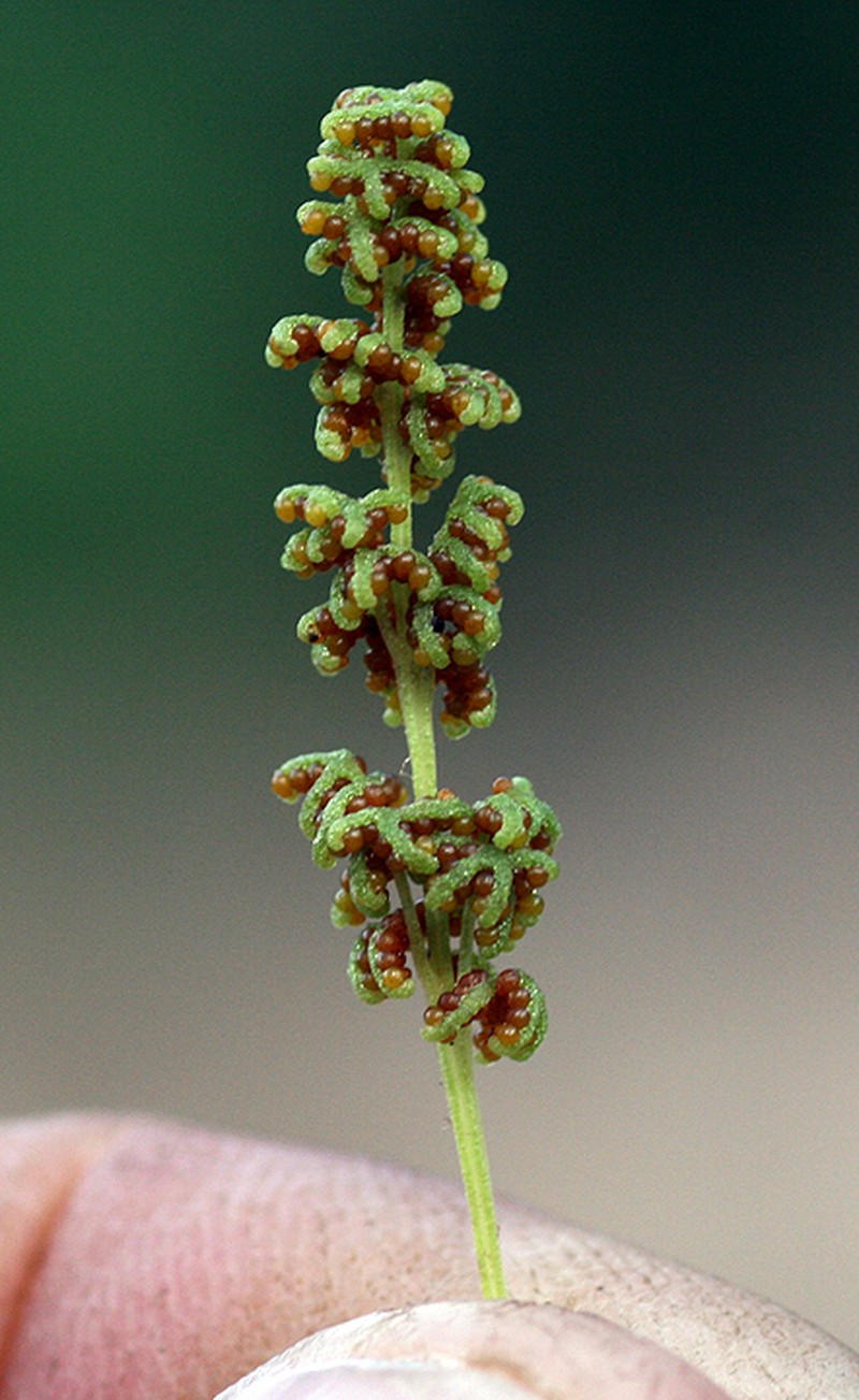 Anemia jaliscana photo 2