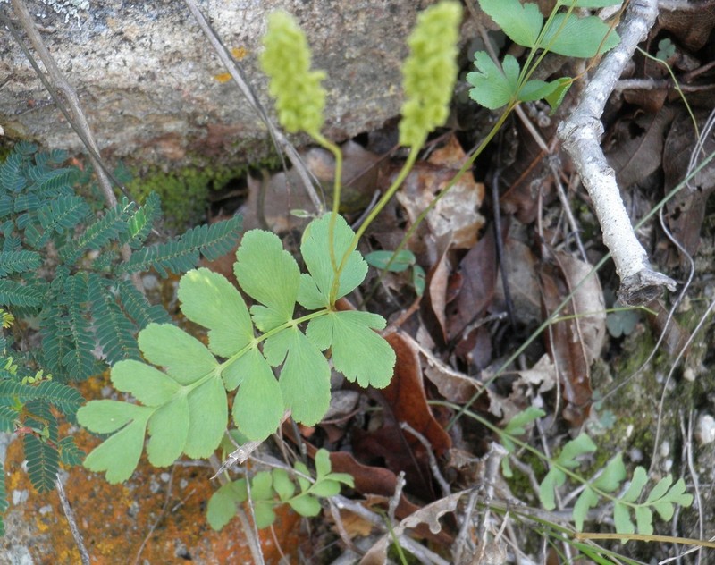 Anemia jaliscana photo 4