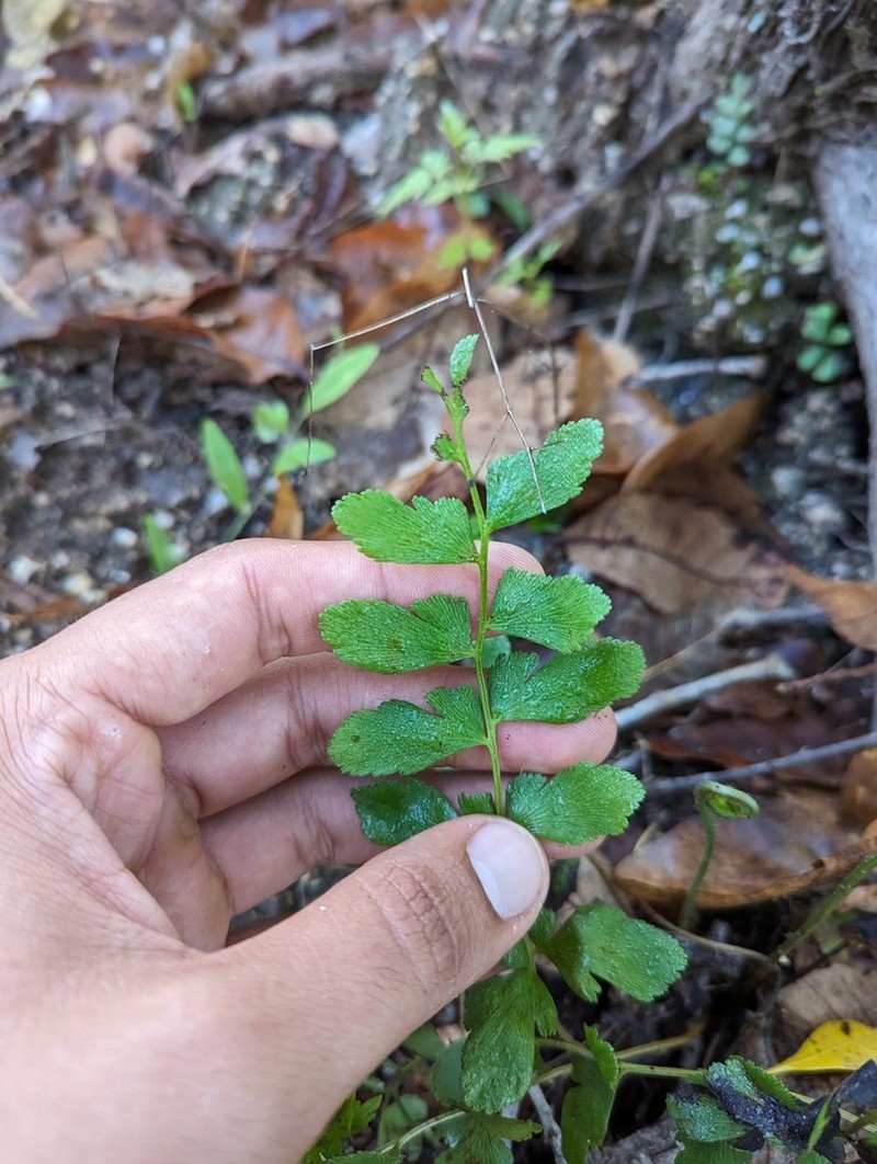 Anemia jaliscana photo 5