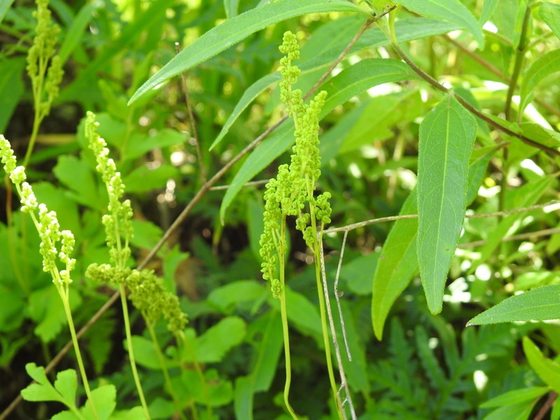Anemia jaliscana photo 6