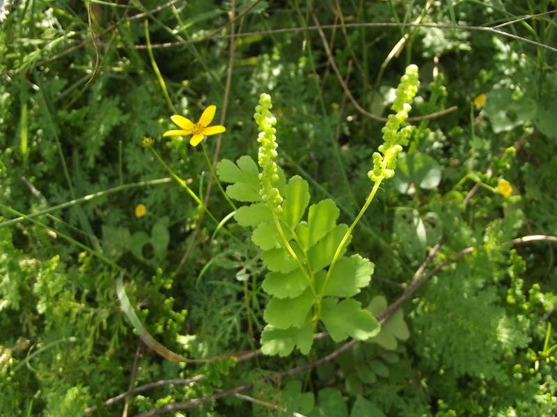 Anemia jaliscana photo 7