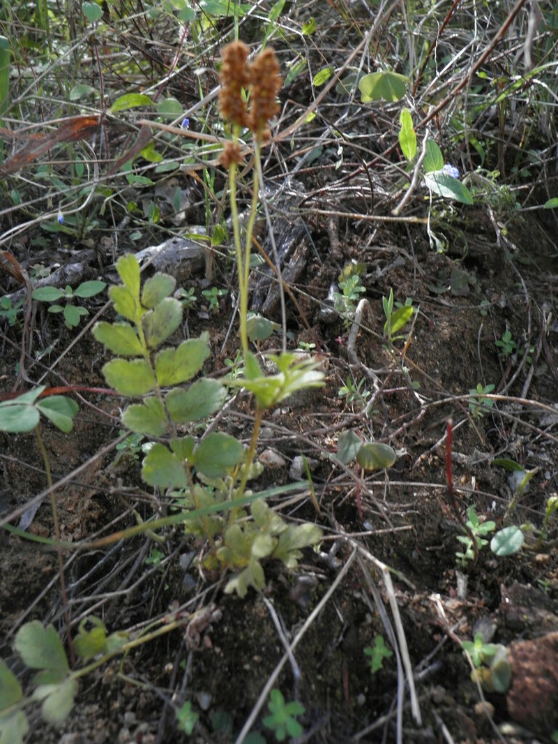 Anemia jaliscana photo 8