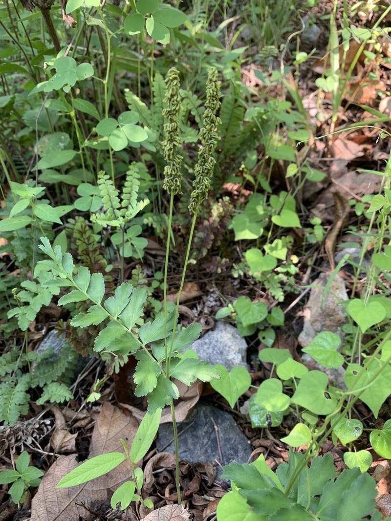 Anemia jaliscana
