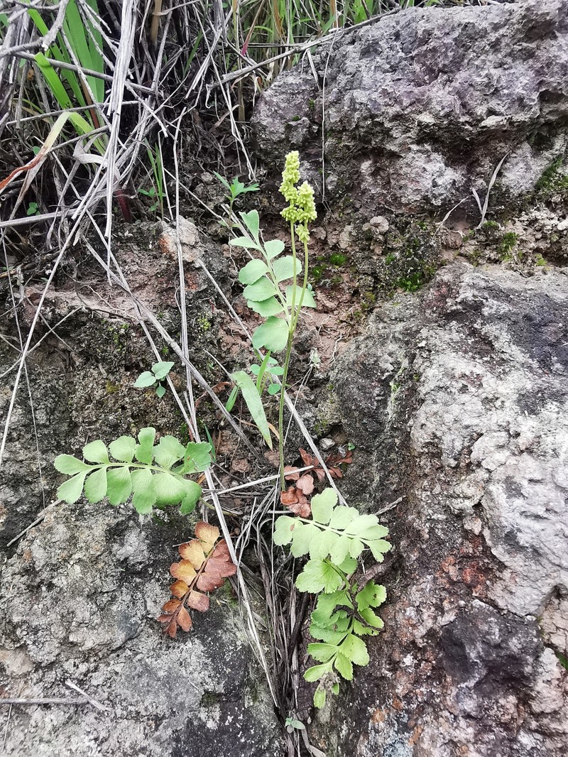 Anemia jaliscana var. integrifolia