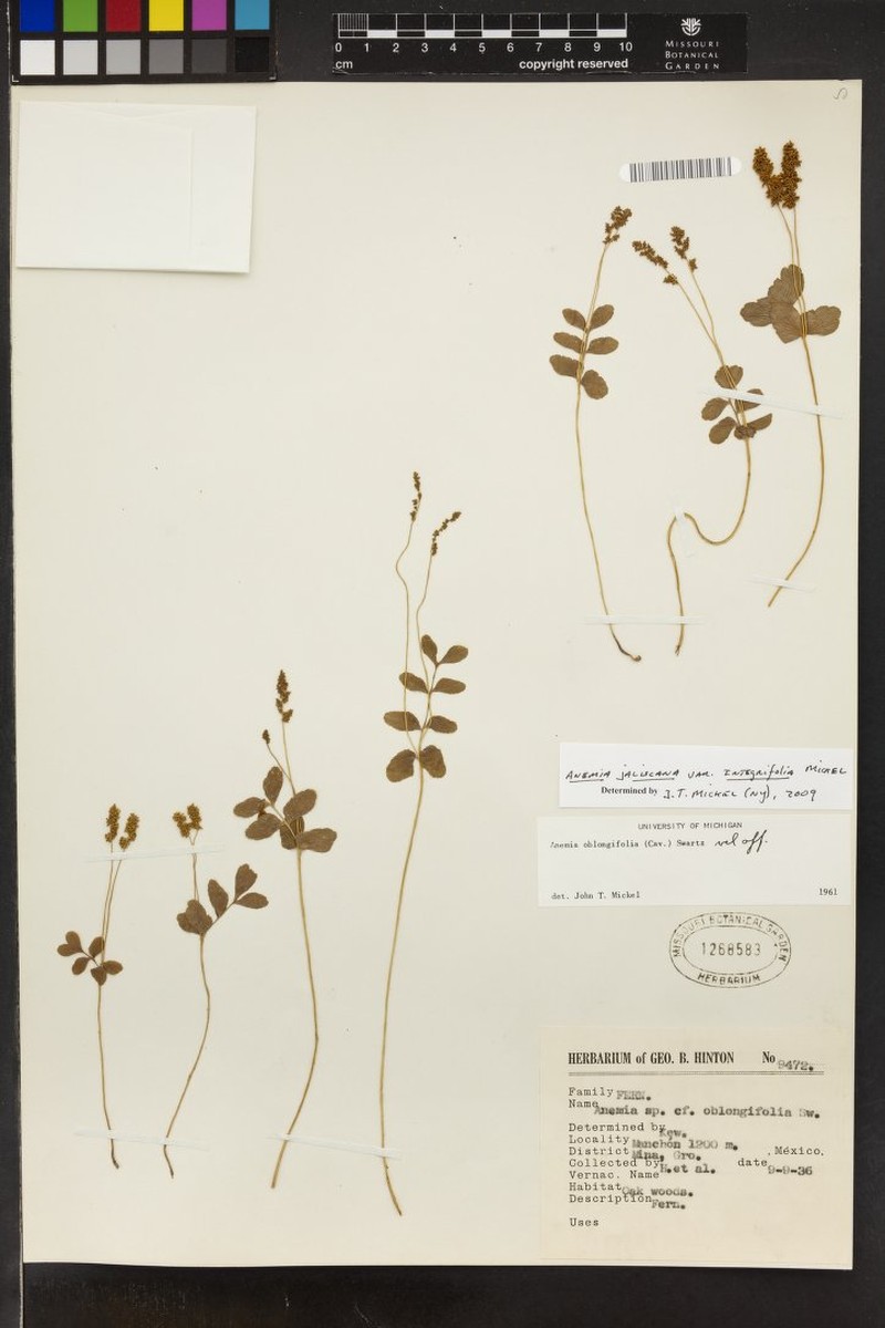 Anemia jaliscana var. integrifolia photo 2