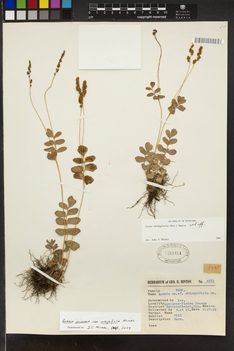 Anemia jaliscana var. integrifolia photo 3