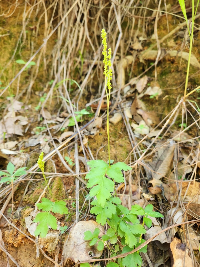 Anemia jaliscana var. jaliscana