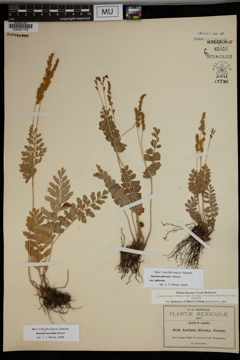Anemia jaliscana var. jaliscana photo 2