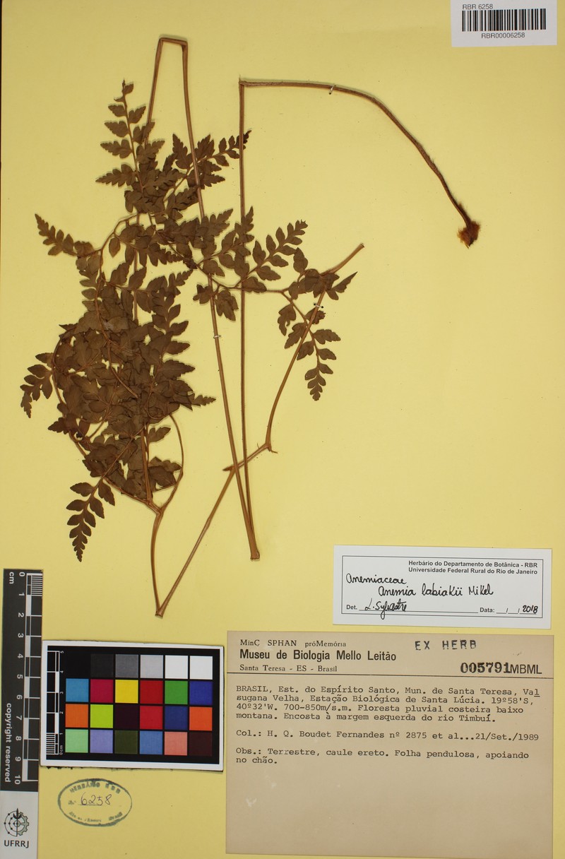 Anemia labiakii