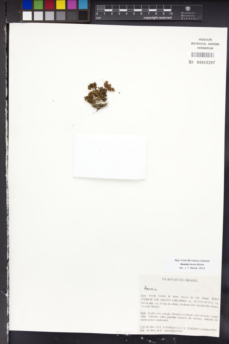 Anemia lanata