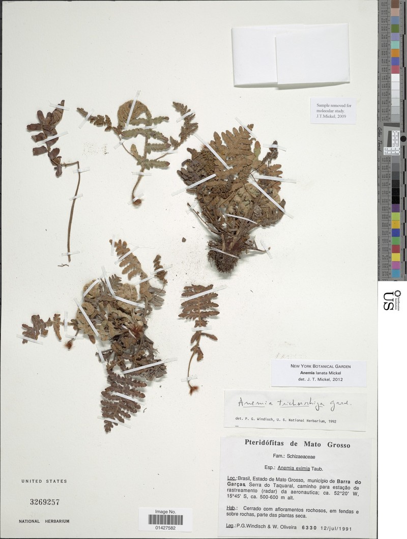 Anemia lanata photo 2