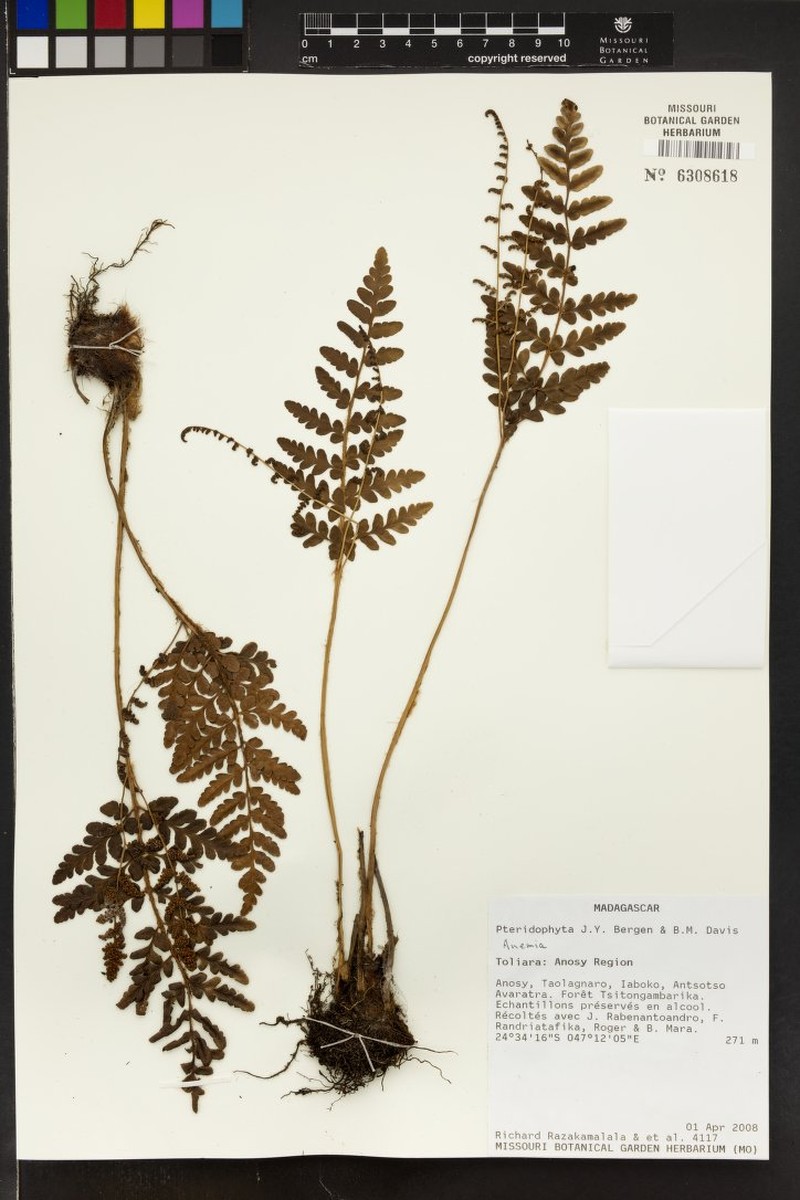 Anemia lanipes photo 5