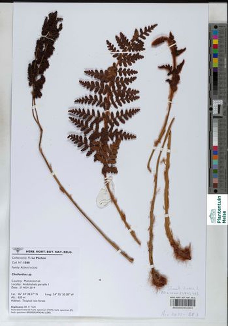 Anemia lanipes photo 2