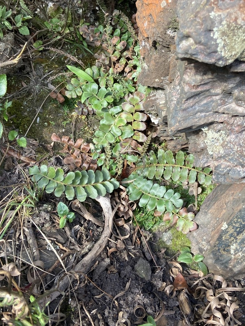 Anemia lanuginosa