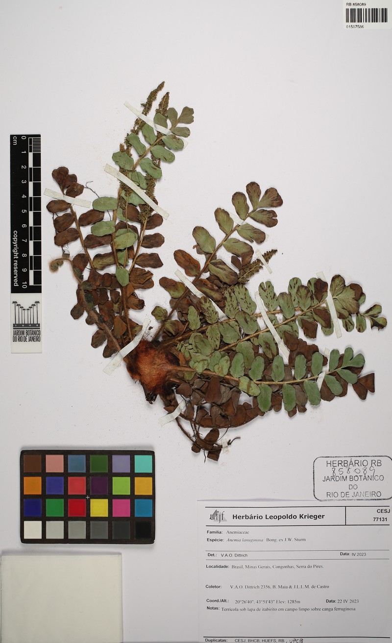 Anemia lanuginosa