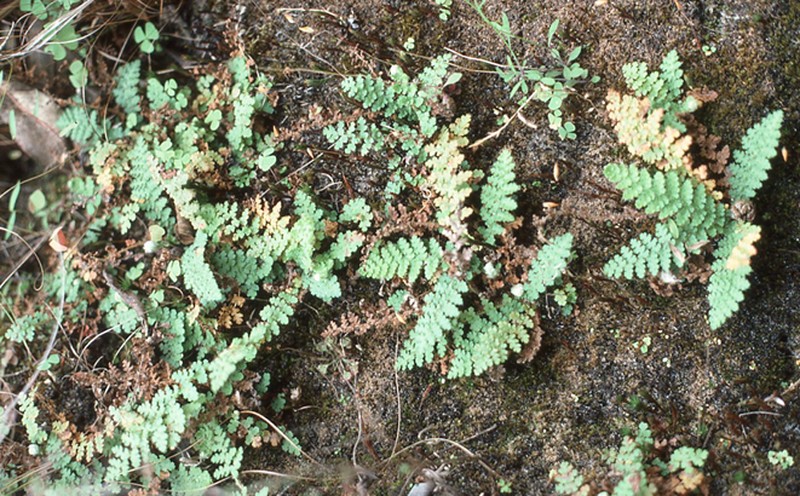 Anemia lepigera