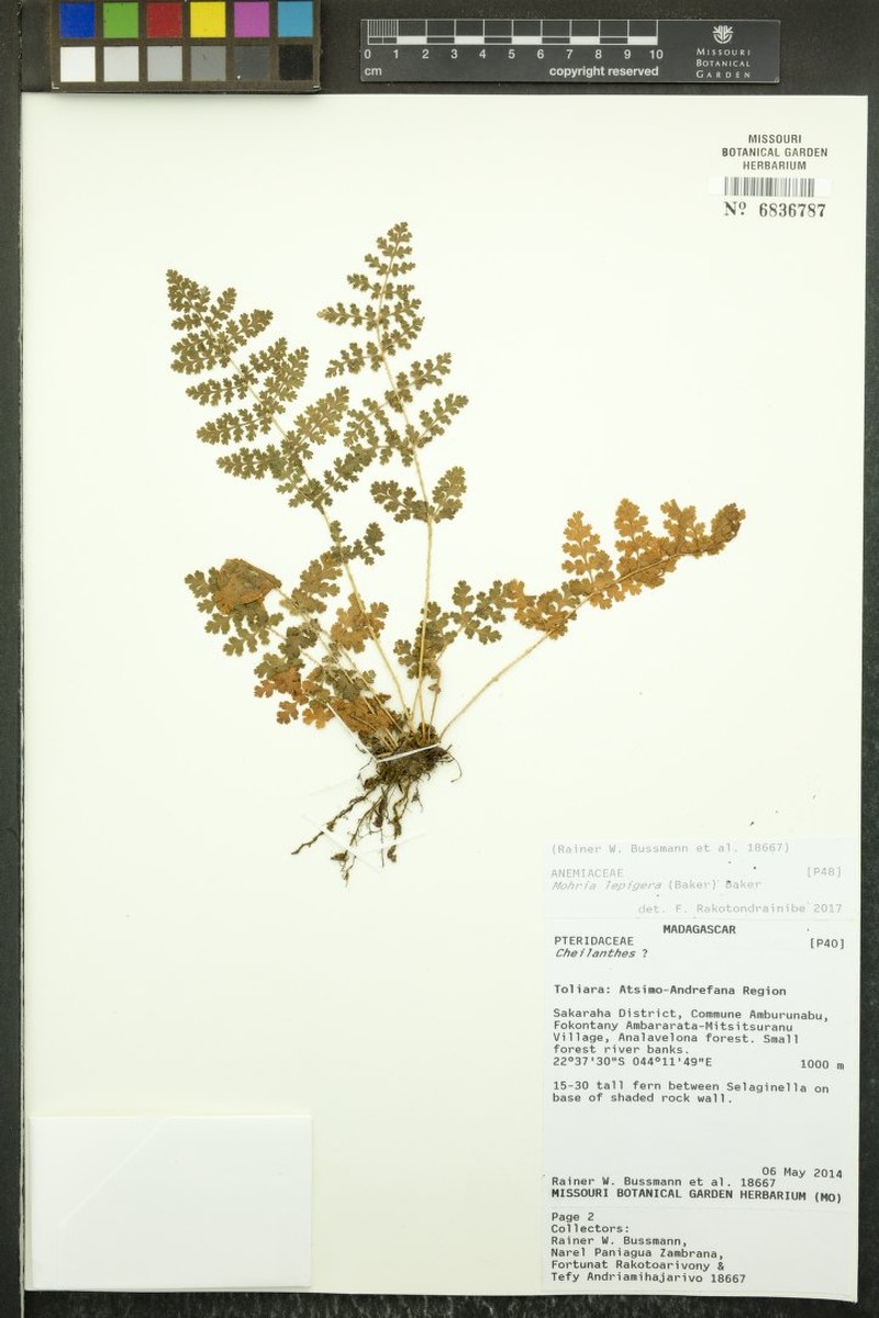 Anemia lepigera photo 4