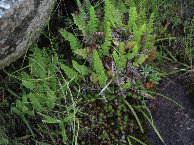 Anemia lepigera photo 5