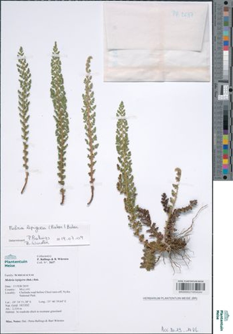 Anemia lepigera