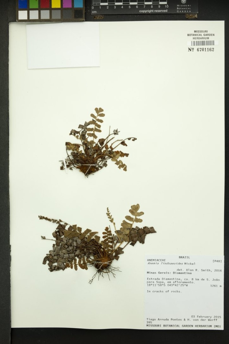 Anemia lindsaeoides
