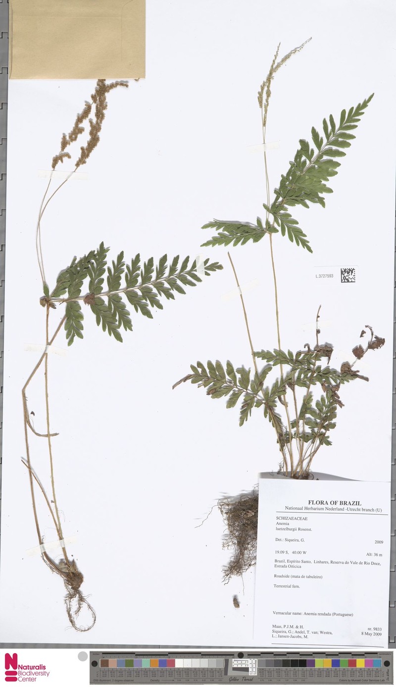 Anemia luetzelburgii photo 4