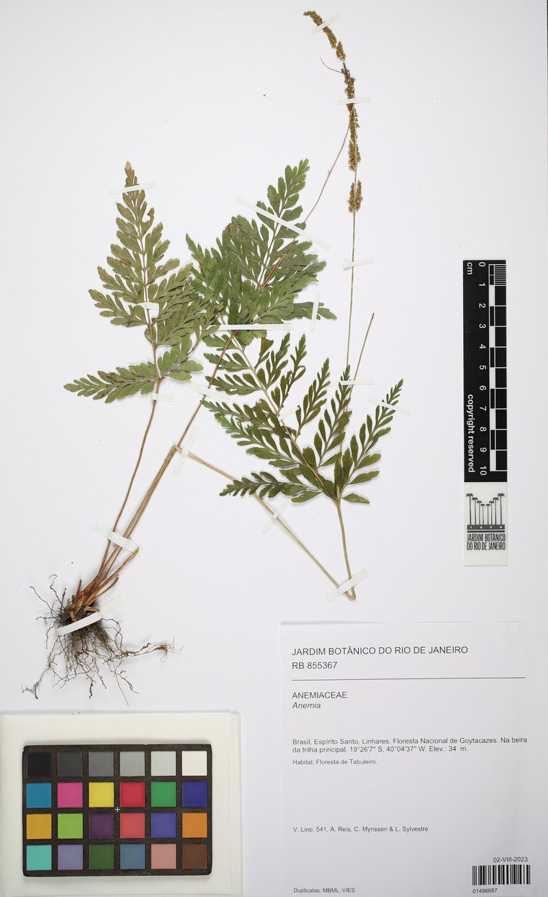 Anemia luetzelburgii