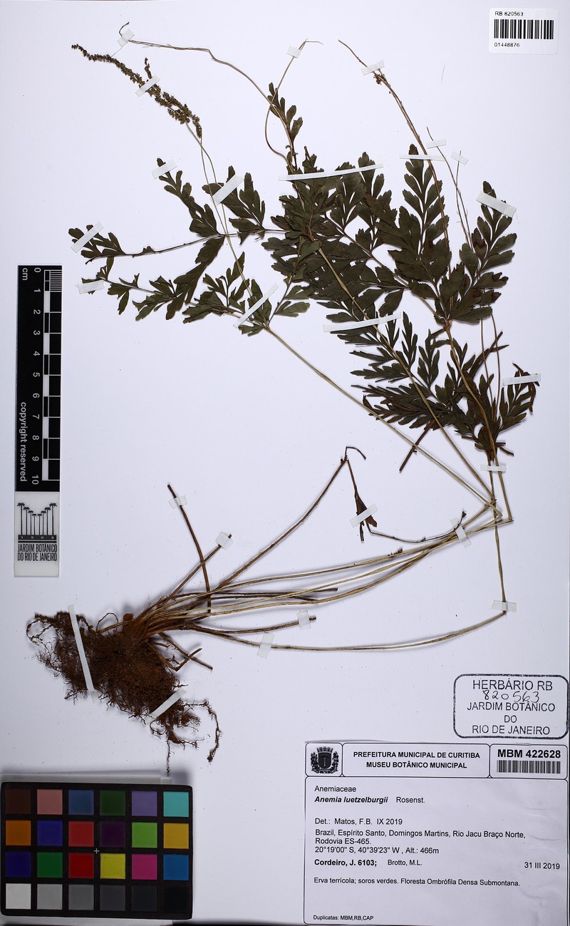 Anemia luetzelburgii photo 2