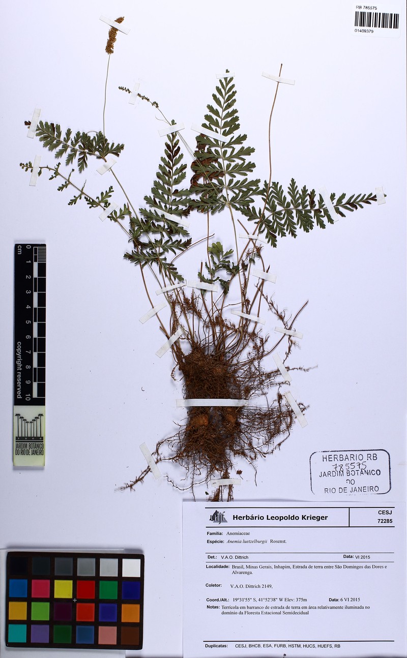 Anemia luetzelburgii photo 3