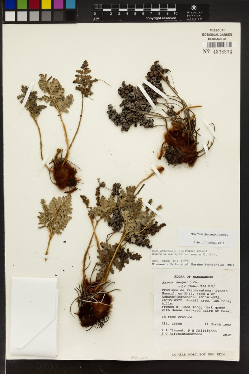 Anemia madagascariensis