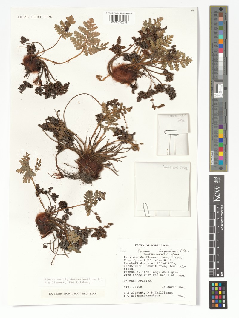 Anemia madagascariensis photo 2