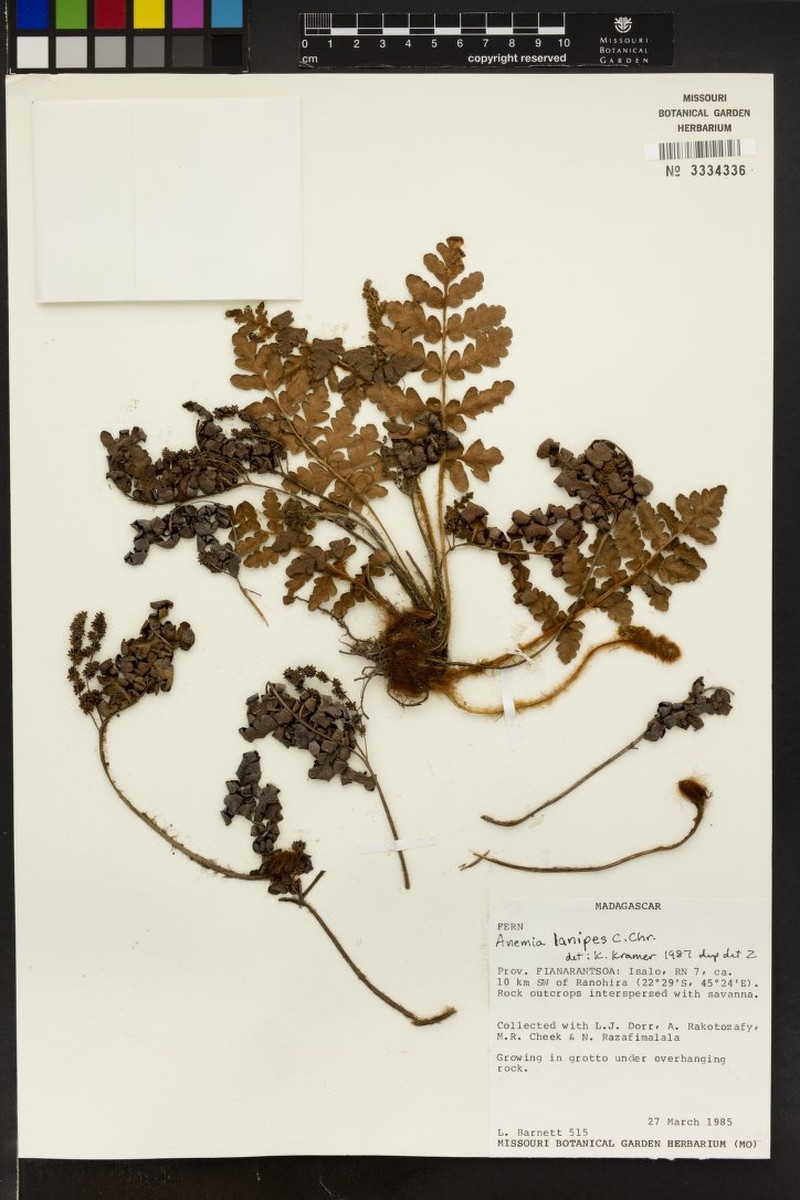 Anemia madagascariensis photo 3