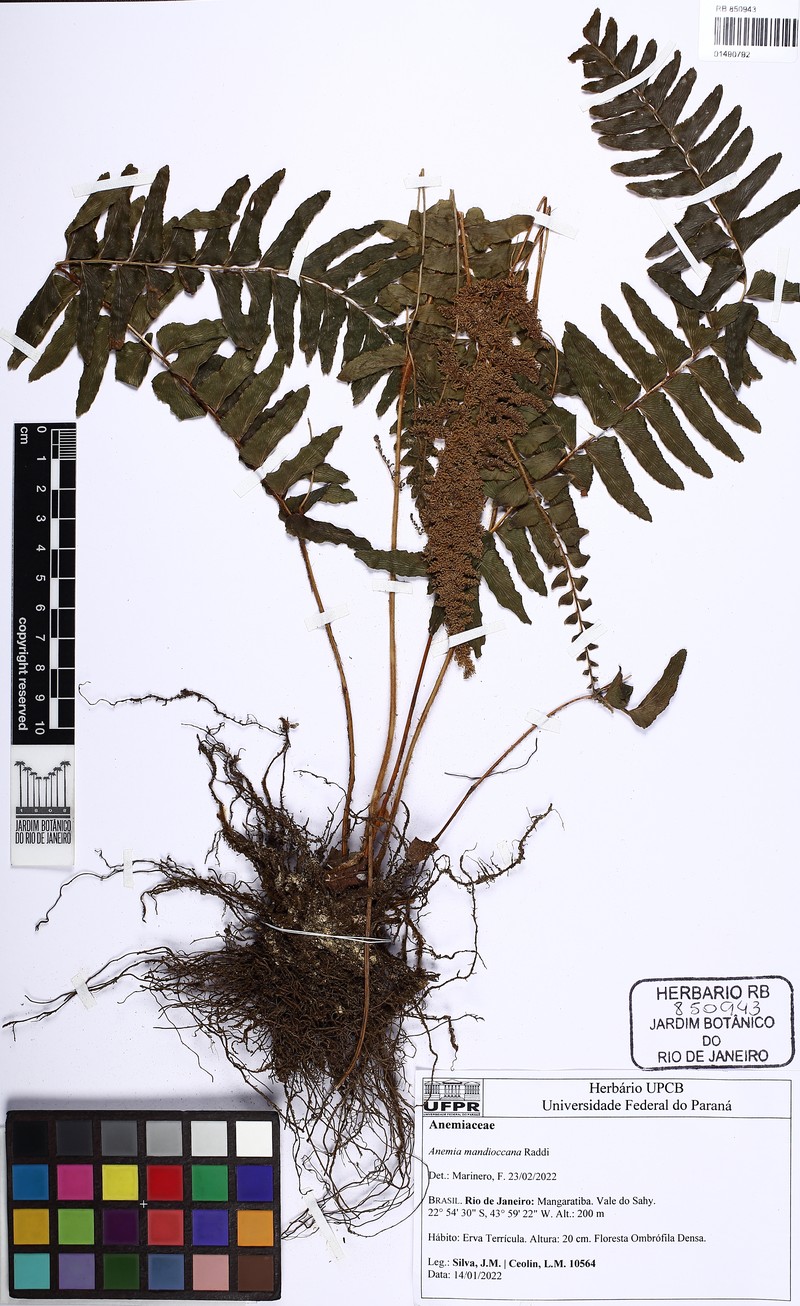Anemia mandiocana