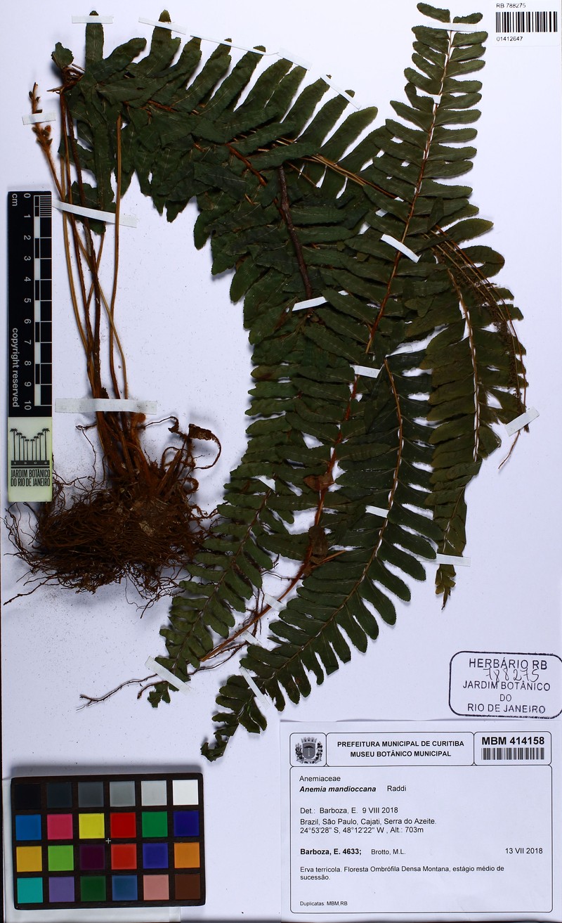 Anemia mandiocana photo 4