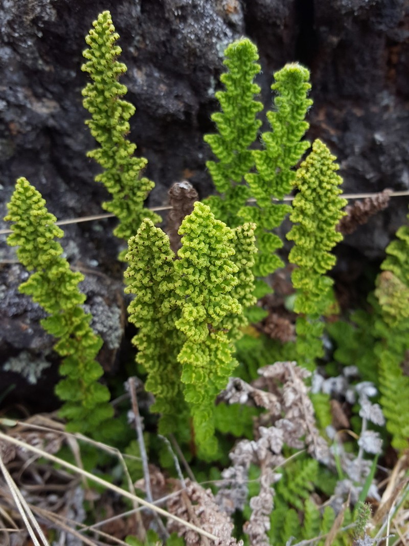 Anemia marginalis