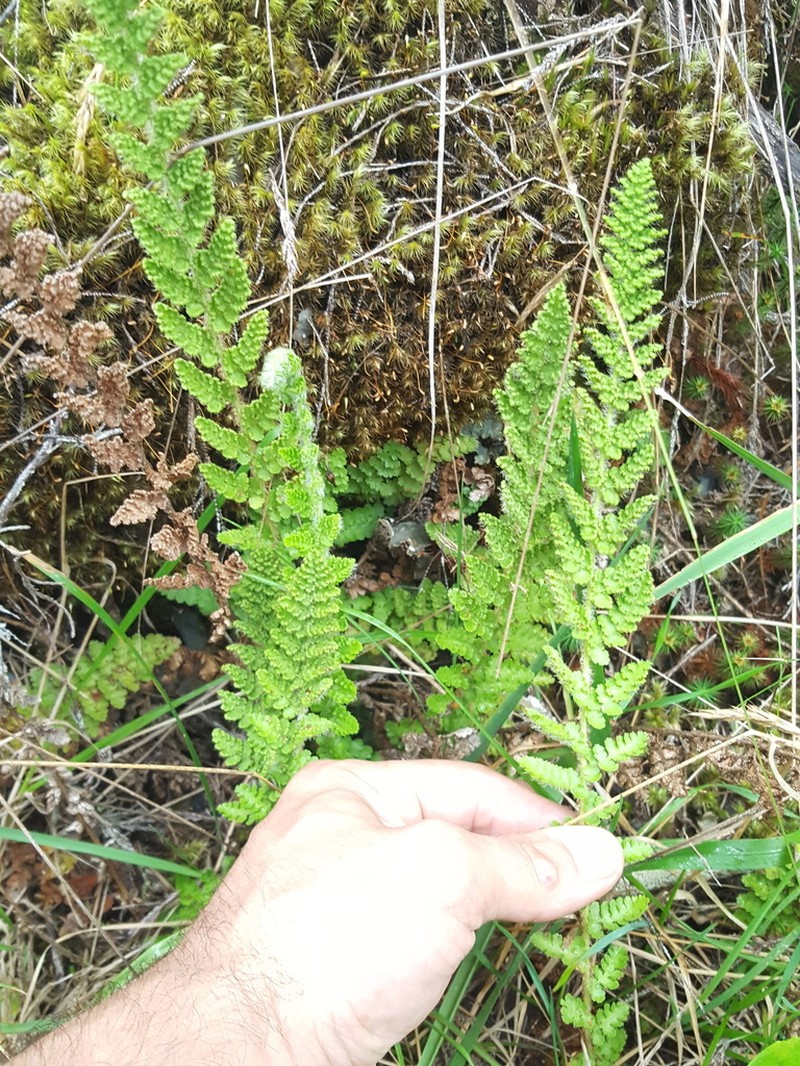 Anemia marginalis photo 2