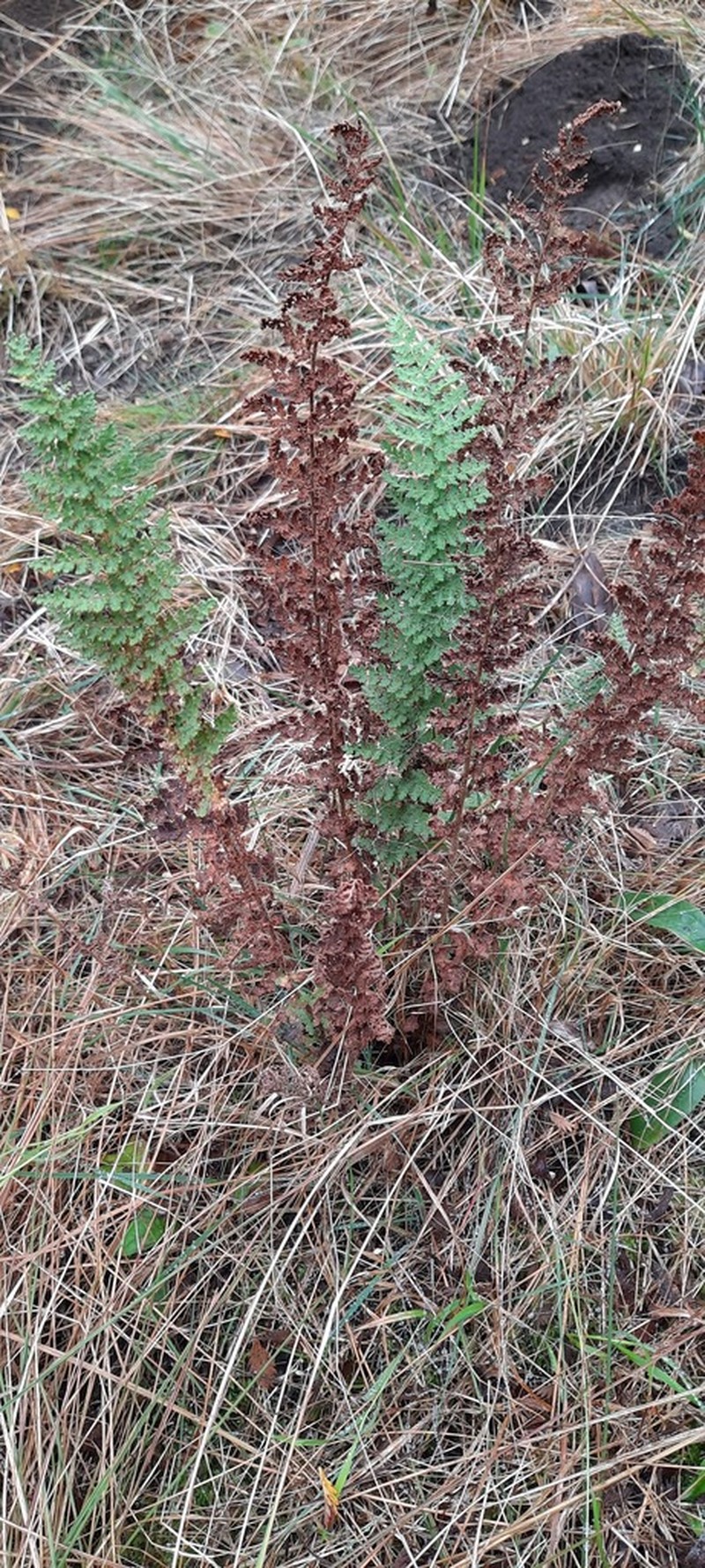 Anemia marginalis photo 3
