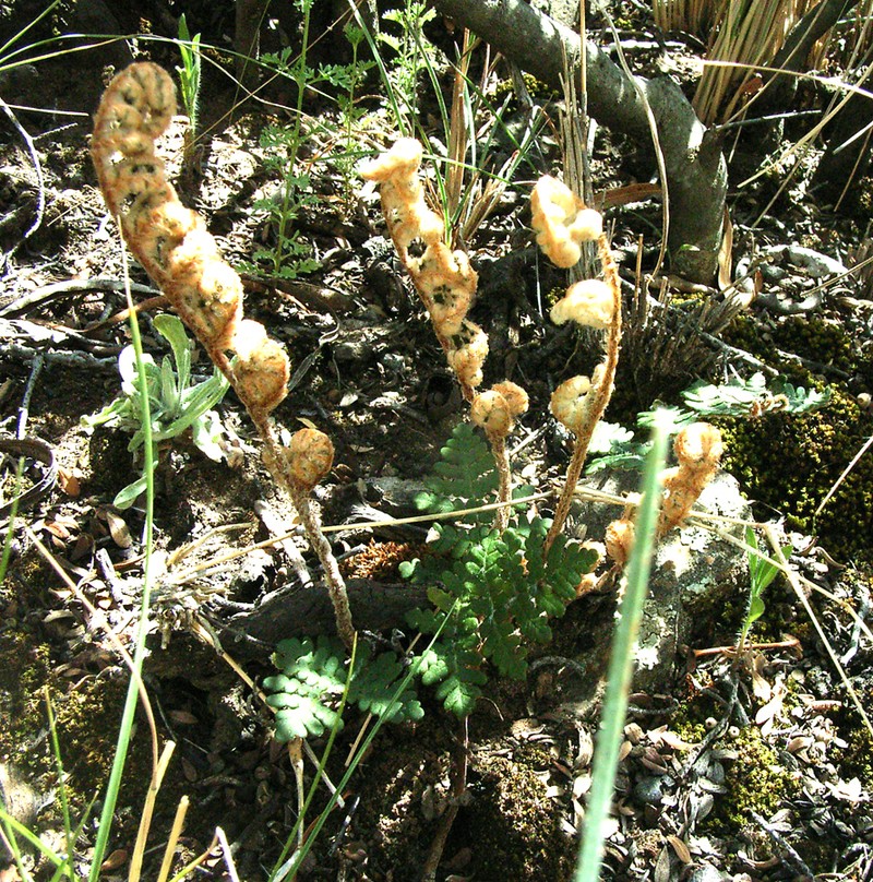 Anemia marginalis photo 4