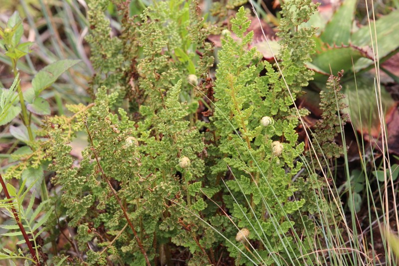 Anemia marginalis photo 5
