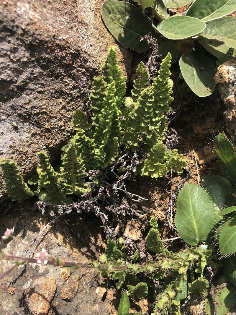 Anemia marginalis photo 6