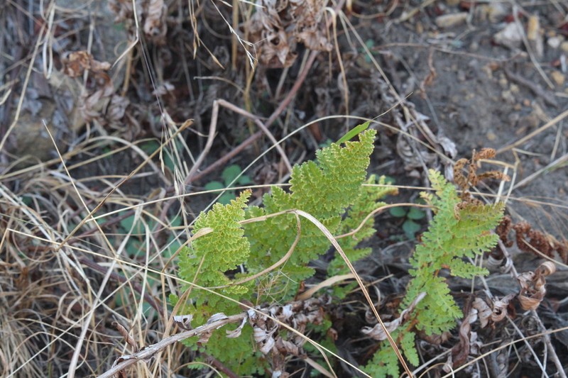 Anemia marginalis photo 7