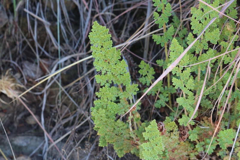 Anemia marginalis photo 8