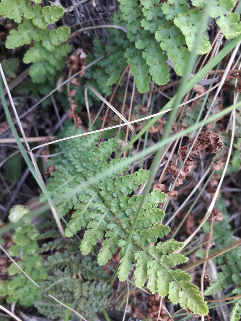 Anemia marginalis