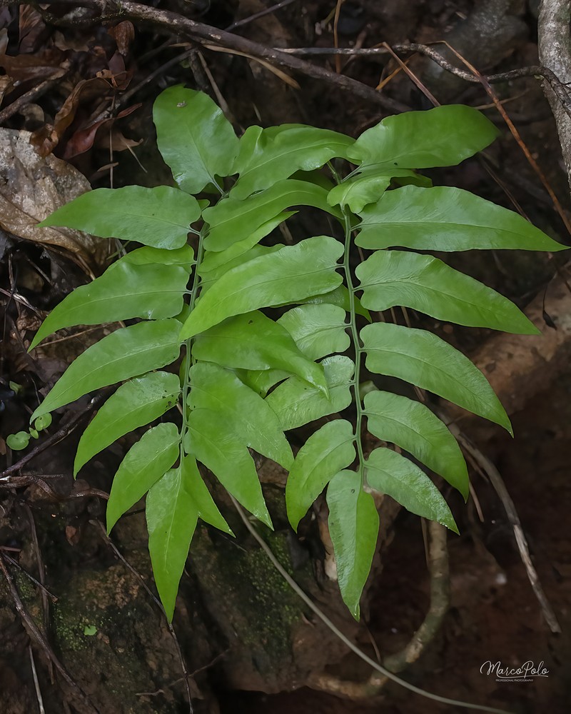 Anemia mexicana var. makrinii